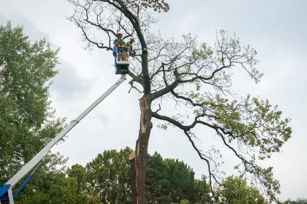 Best Firewood Processing and Delivery  in Burlingame, CA